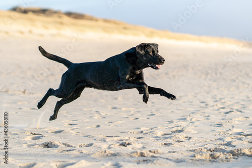 Photography black labrador running on the beach jumping during sunset