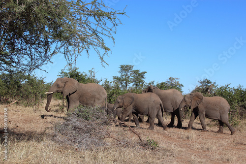 Afrikanischer Elefant   African elephant   Loxodonta africana...