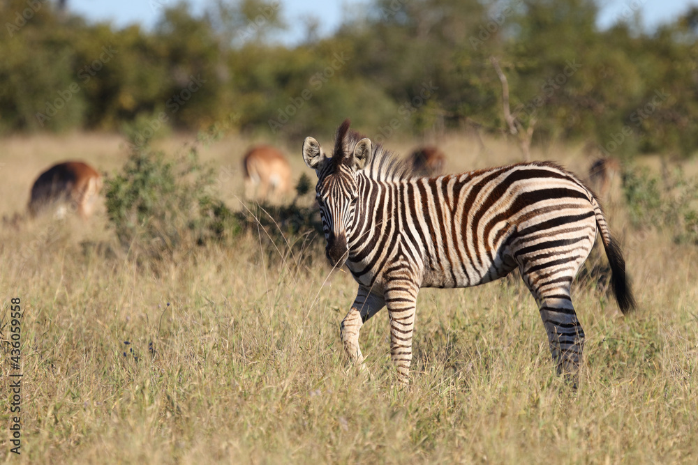 Obraz premium Steppenzebra / Burchell's zebra / Equus burchellii....