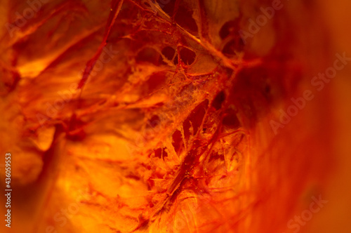 Amazing view of the cut orange pumpkin from the inside, close-up
