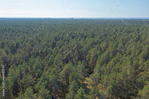 Pine forest, Green, forest area on the coast of the Gulf of Finland,. Summer day, view from a drone at the mouth of the Narva in the Baltic States, Estonia, narva jõesuu,