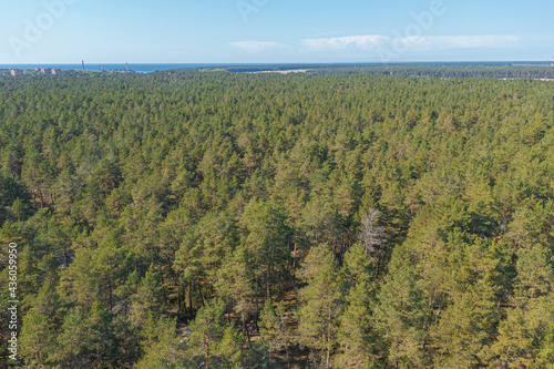 Pine forest  Green  forest area on the coast of the Gulf of Finland .  Summer day  view from a drone at the mouth of the Narva in the Baltic States  Estonia  narva j  esuu 