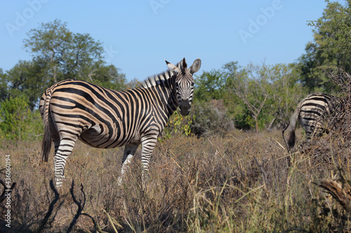 Steppenzebra   Burchell s zebra   Equus burchellii