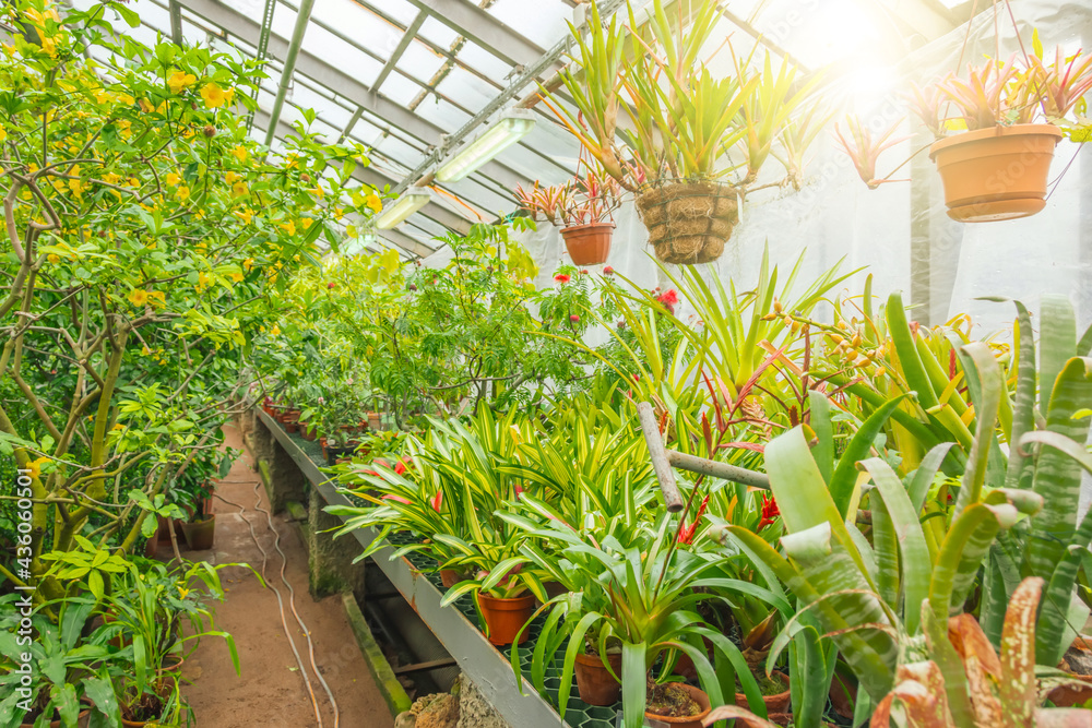 Plants of tropical raw bromeliad forest stand on shelves and hang in hanging pots a greenhouse garden.