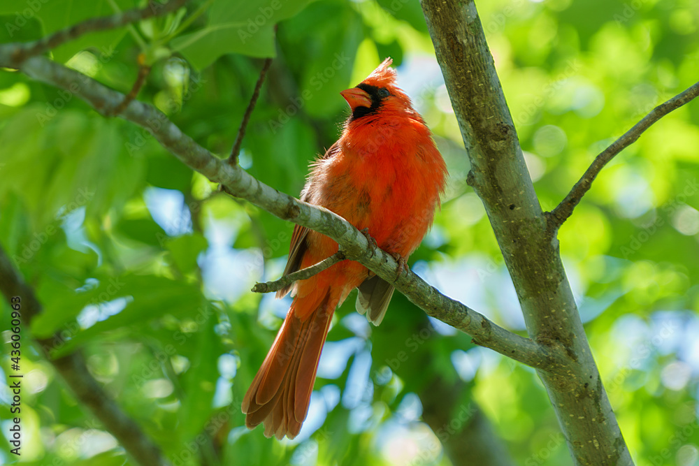 Bright red cardinal in front of new spring green leaves Bright red cardinal in front of new spring green leaves
