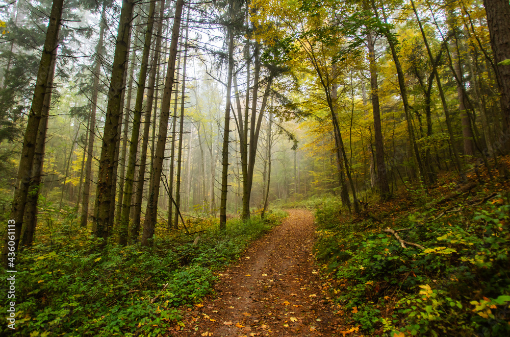 misty autumn forest in the morning misty autumn forest in the morning