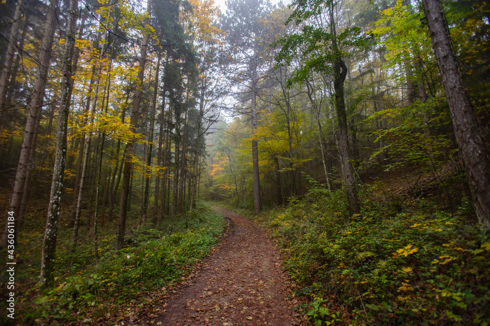 Naklejka premium misty path in autumn forest