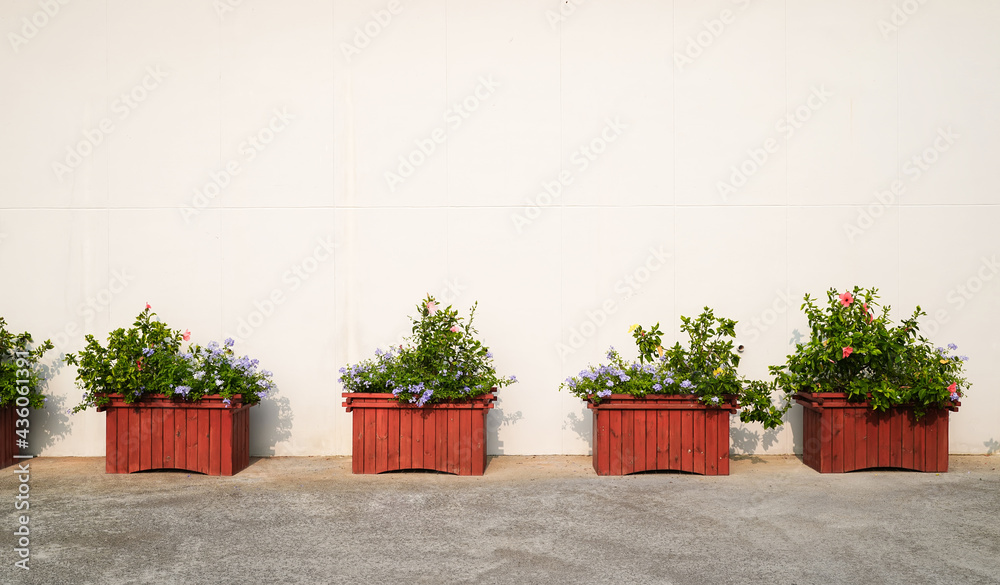 Decorative pots with colorful  hibiscus flowers on the street