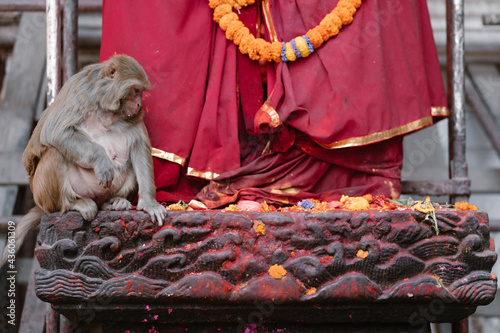 Mono en el templo de los monos del valle de Kathmandú en Nepal