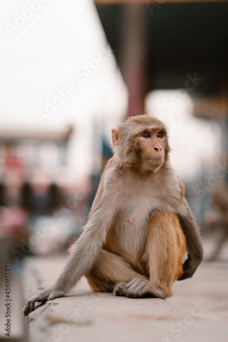 Mono en el templo de los monos del valle de Kathmandú en Nepal © Jairo Díaz