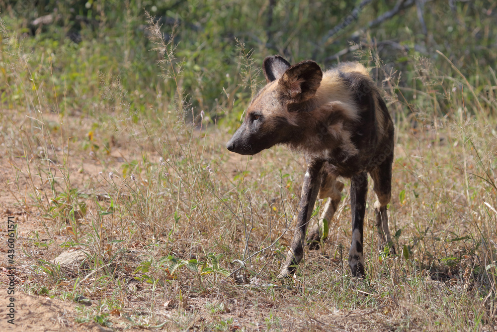 Afrikanischer Wildhund / African wild dog / Lycaon pictus. Afrikanischer Wildhund / African wild dog / Lycaon pictus.