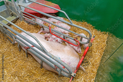 Photos Farrowing Pig Parlour