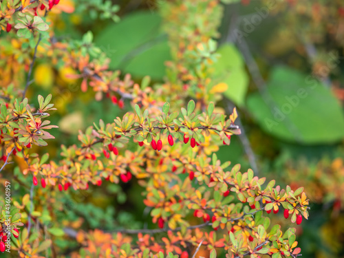 Branches of a barberry Bush with ripe red barberry berries