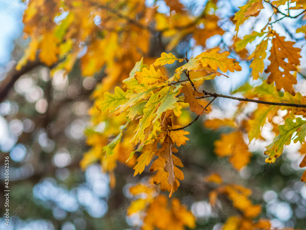 Oak branches with yellow leaves in autumn park Oak branches with yellow leaves in autumn park