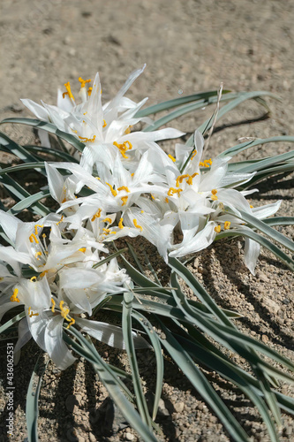 Closeup of common star lily flowers growing in sandy terrain photo