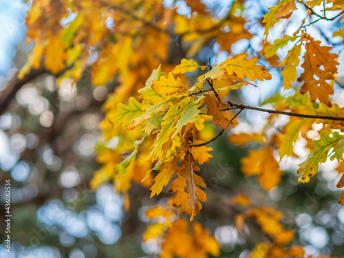 Oak branches with yellow leaves in autumn park