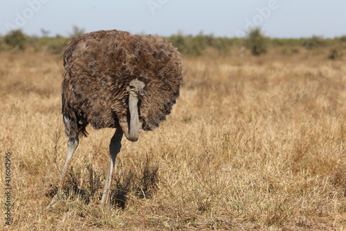 Strauß / Ostrich / Struthio camelus photo