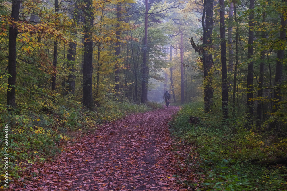 Fototapeta premium path in misty autumn forest