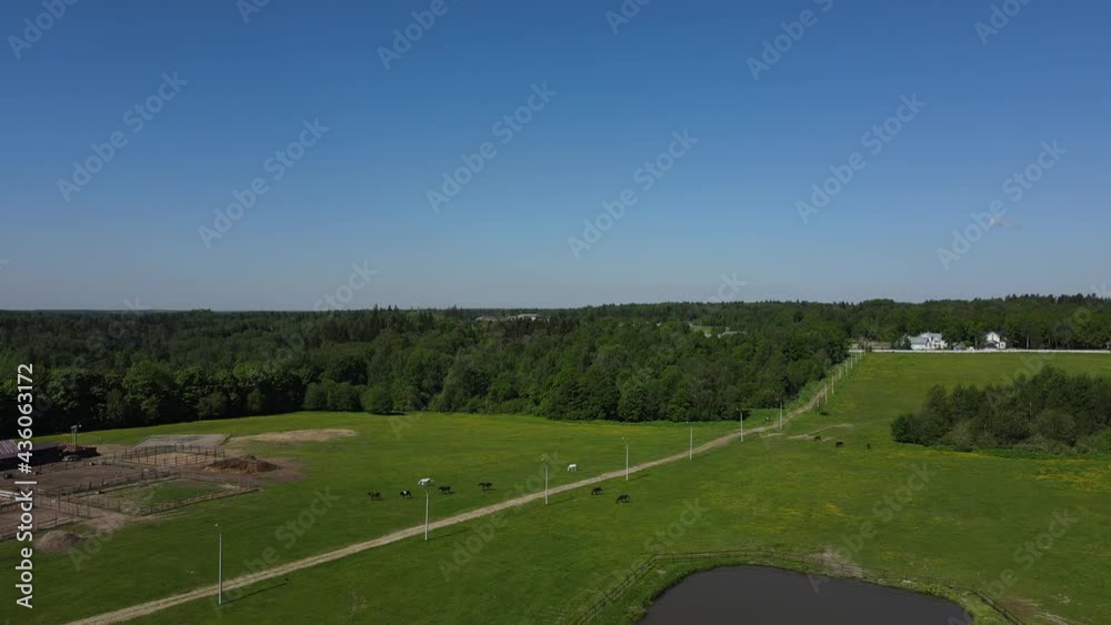 Aerial view of horses on the pasture Aerial view of horses on the pasture