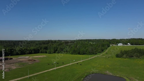 Wallpaper Mural Aerial view of horses on the pasture Torontodigital.ca