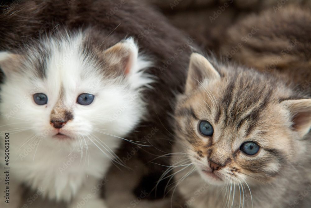 Portrait de deux petits chatons aux yeux bleus