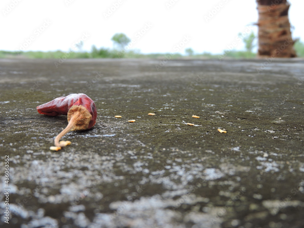 Fototapeta premium HOT RED CHILLI PEPPERS