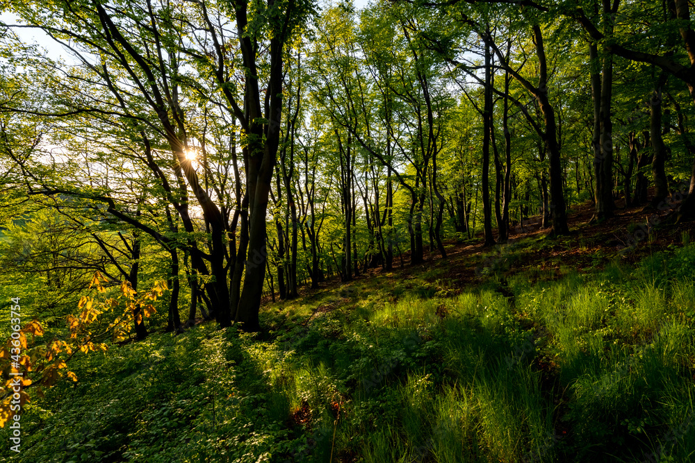 Frühling Wald Sauerland Iserlohn Buchen Eichen Bäume Forst Laub Blätter grün Pillingsen Abend Sonnenuntergang Jahreszeit Idyll Wandern Spaziergang frisch warmes Licht Deutschland Frühling Wald Sauerland Iserlohn Buchen Eichen Bäume Forst Laub Blätter grün Pillingsen Abend Sonnenuntergang Jahreszeit Idyll Wandern Spaziergang frisch warmes Licht Deutschland