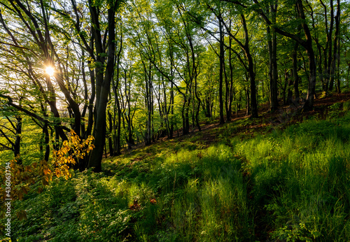 Sauerland Frühling Abend Sonnenuntergang Wald Iserlohn Buchen Eichen Bäume Forst Laub Blätter grün Pillingsen Jahreszeit Idyll Wandern Spaziergang frisch warmes Licht Deutschland