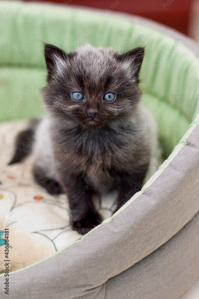 Fototapeta premium Portrait d'un chaton avec de beaux yeux bleus et des beaux poils gris et noir