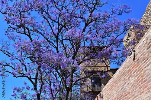 Blossoming Tree Purple, Spain