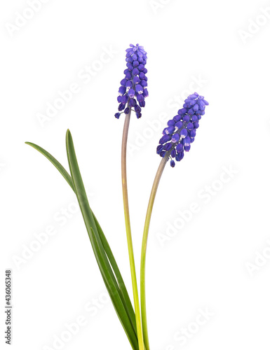 Muscari flowers isolated on white background. Grape Hyacinth. Beautiful spring flowers.