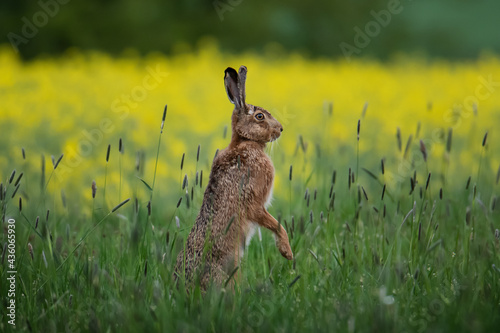 Fototapeta Naklejka Na Ścianę i Meble -  Brown hare sits attentively in a meadow in front of a rapeseed field