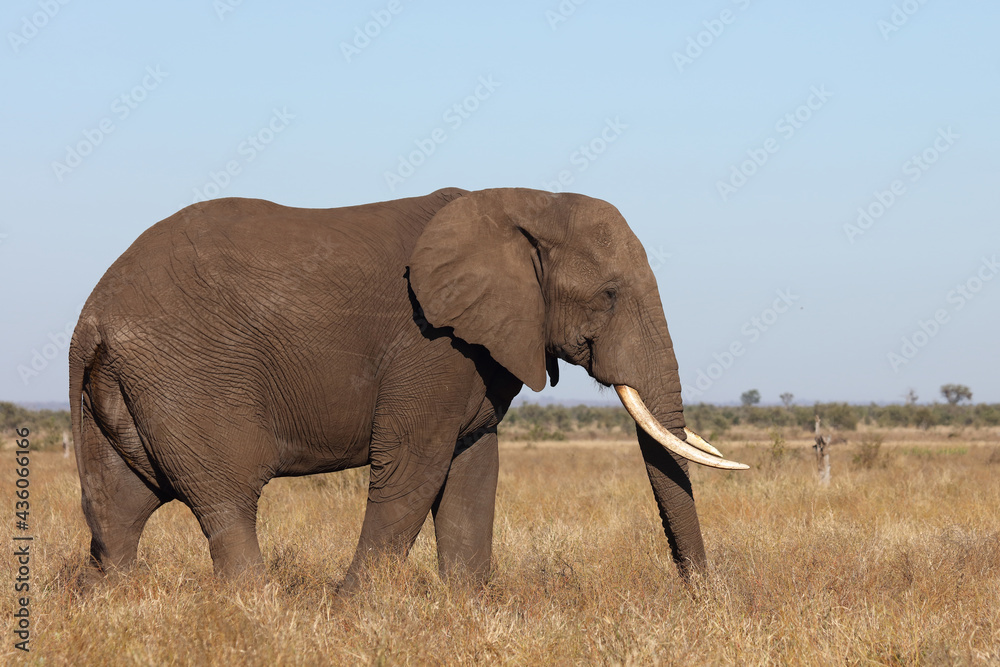 Fototapeta premium Afrikanischer Elefant / African elephant / Loxodonta africana