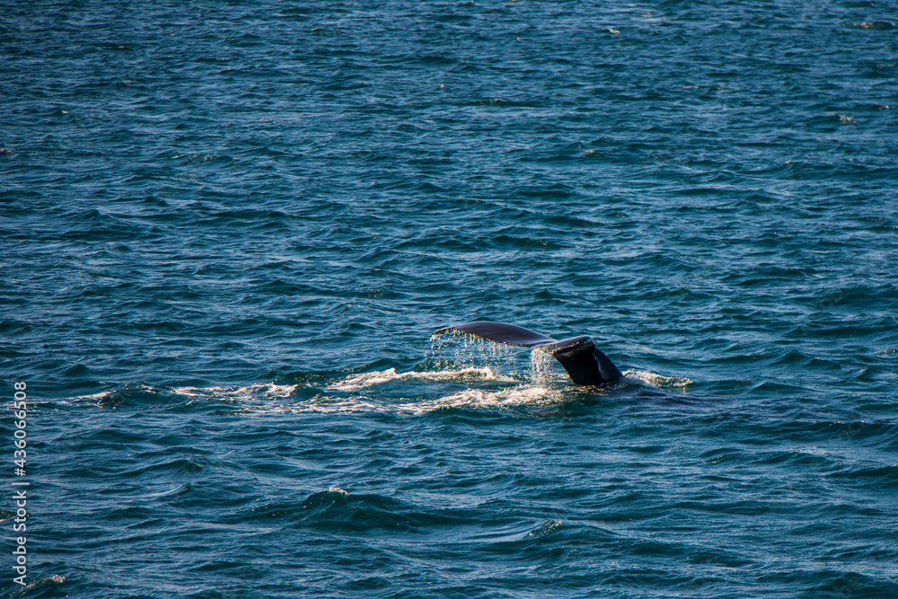 Fototapeta premium Wale