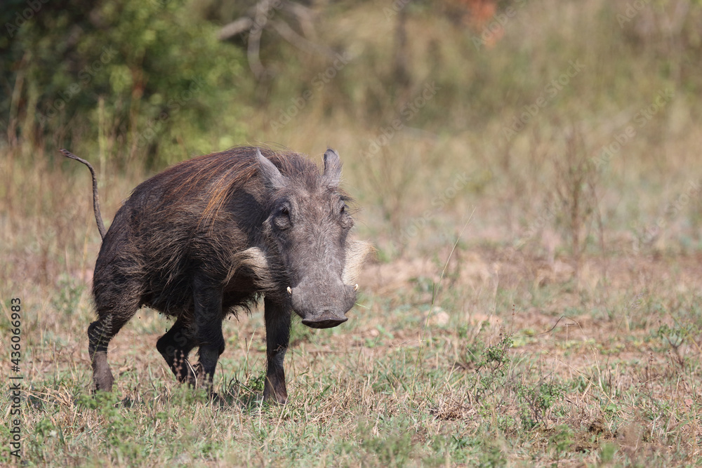 Warzenschwein / Warthog / Phacochoerus africanus Warzenschwein / Warthog / Phacochoerus africanus