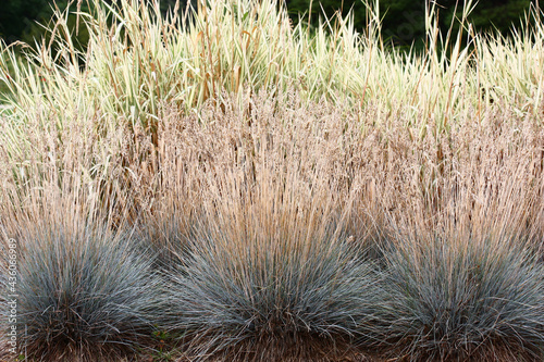 Fragment of decorative composition from cereals in a botanical garden. In the foreground the festuca grows. On a background the calamagrostis grows.