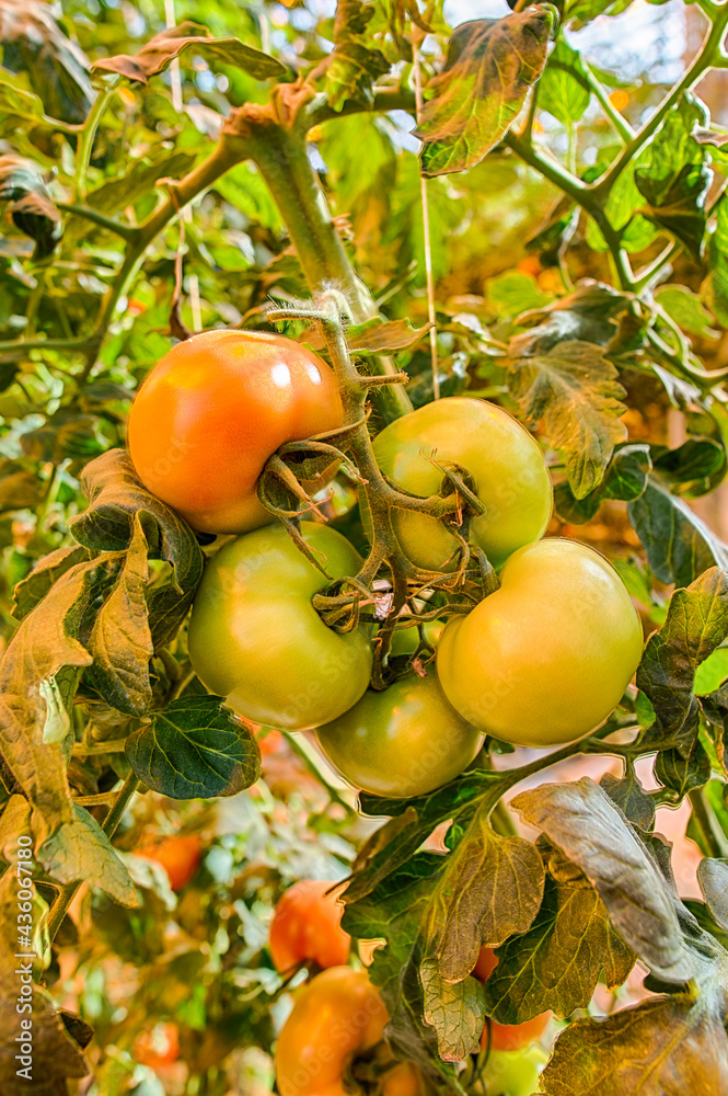 Tomatenanbau