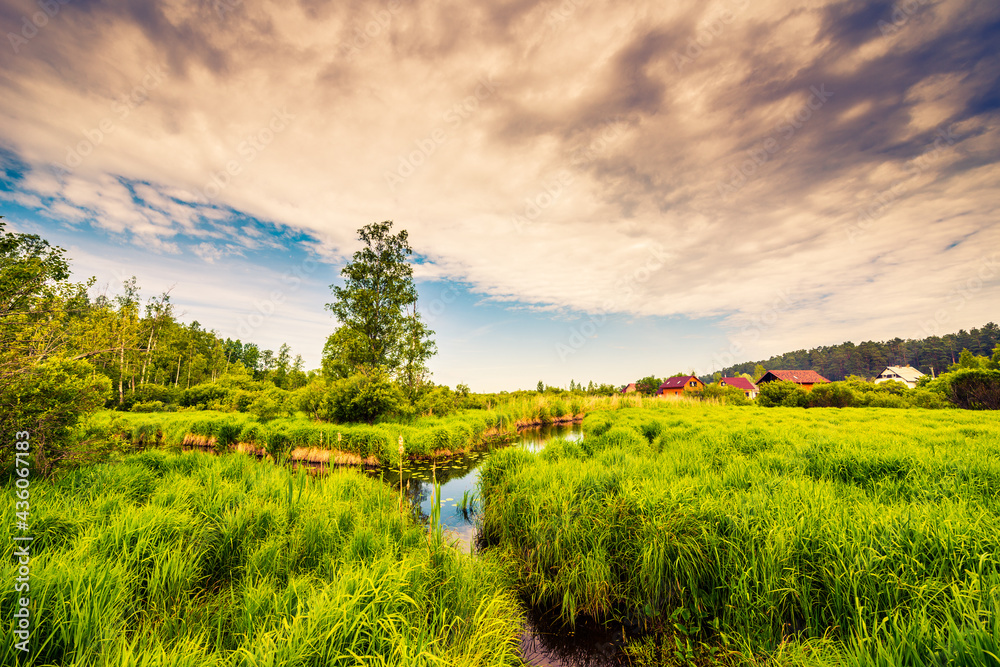 Obraz premium Houses near the swampy creek in the woods