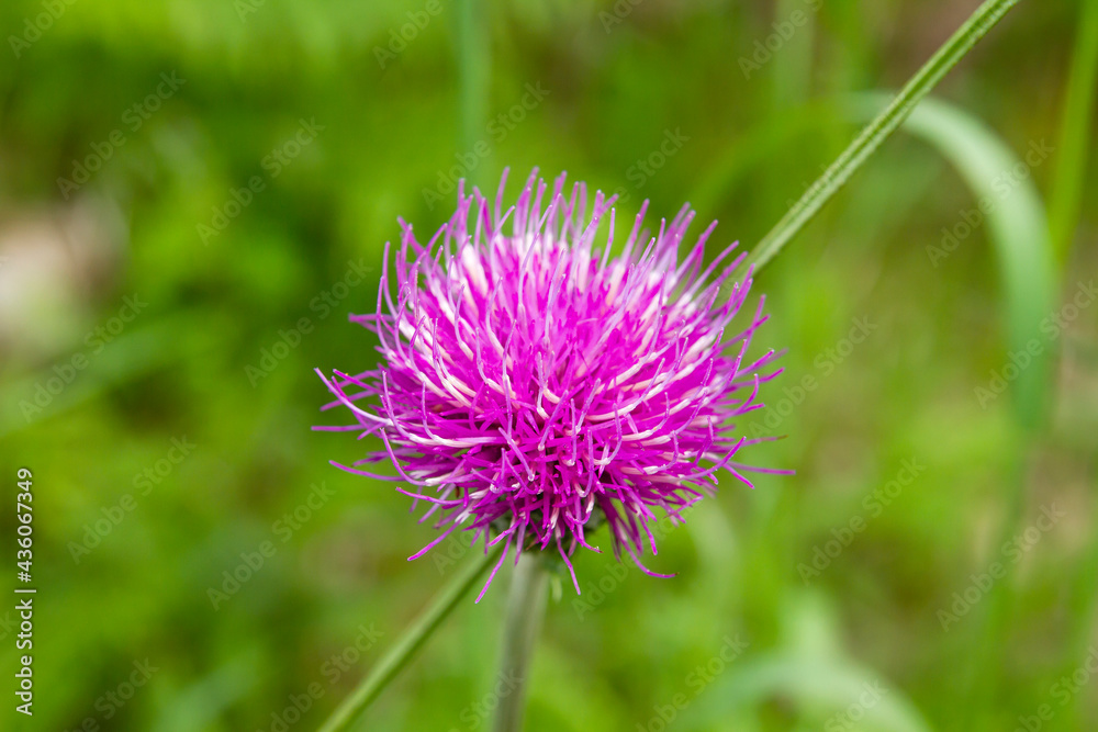 Carduus defloratus thistle purple flower Carduus defloratus thistle purple flower