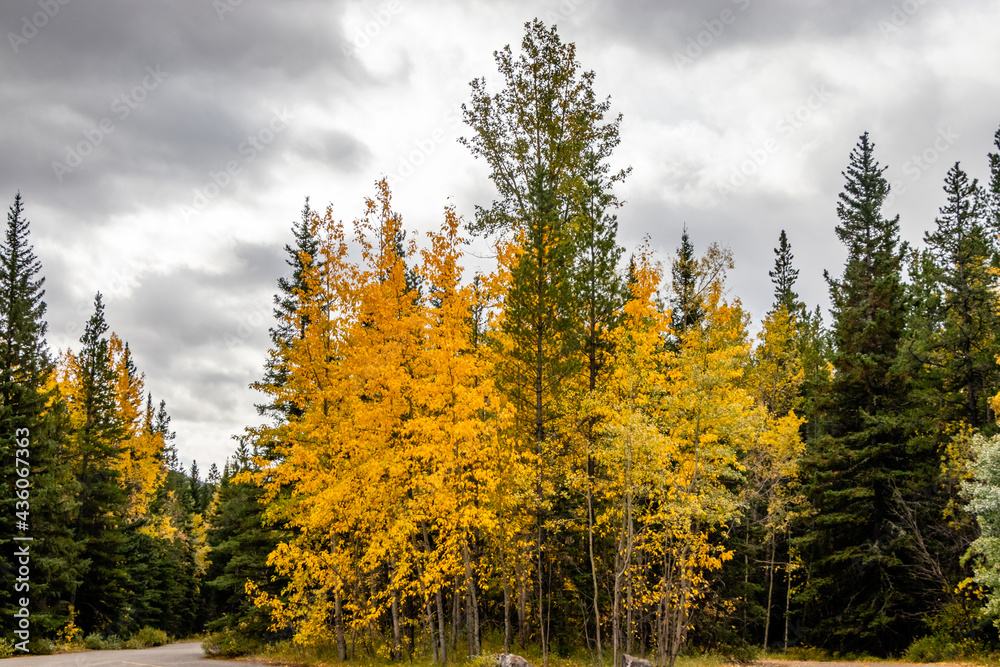 Fall colours at the Beaver Ponds. Bow Valley Wilderness Area, Alberta, Canada Fall colours at the Beaver Ponds. Bow Valley Wilderness Area, Alberta, Canada