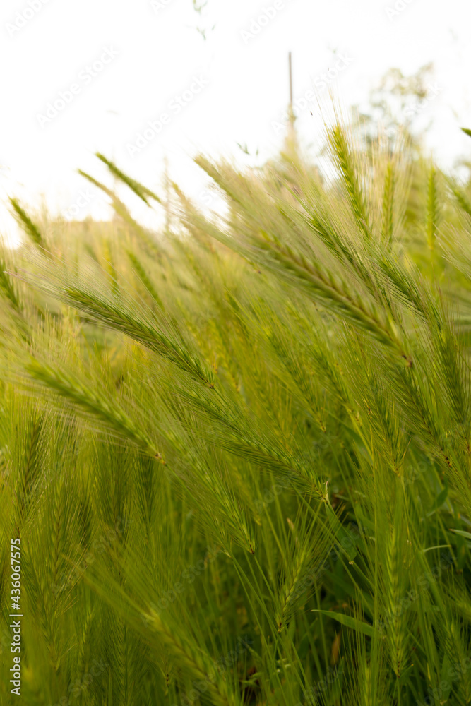 wheat field in the wind