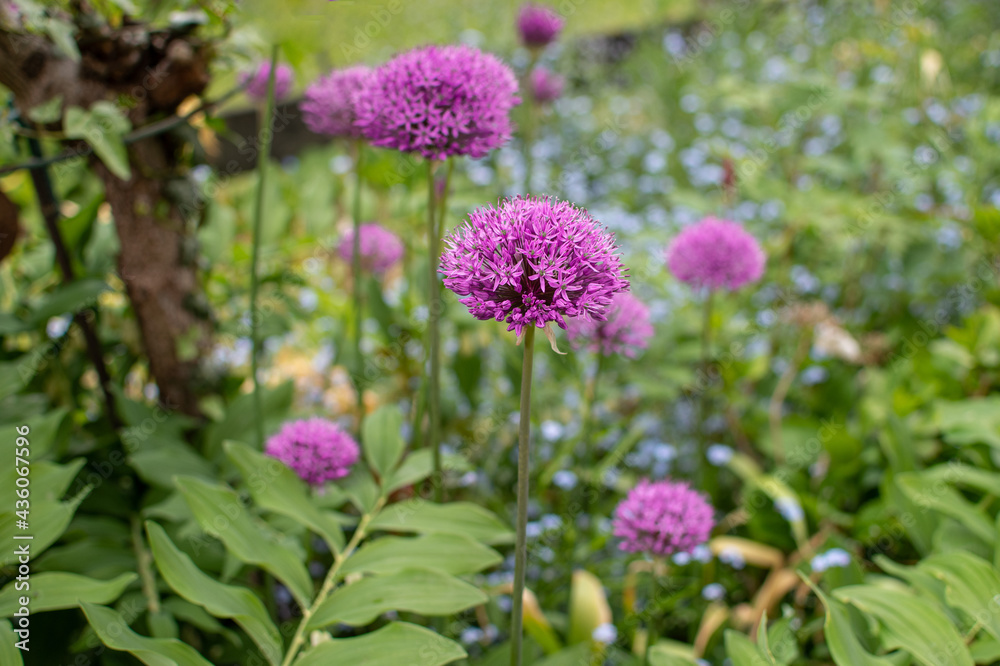 Violett blühendes Allium im Sommer Violett blühendes Allium im Sommer