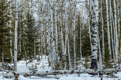 Stands of birch trees. Jumping Pound Demonstration forest Natural Area, Alberta, Canada