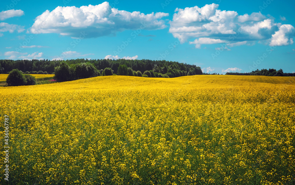 Beautiful landscape with field of yellow canola or rapeseed flowers and blue cloudy sky. Brassica napus. Springtime.