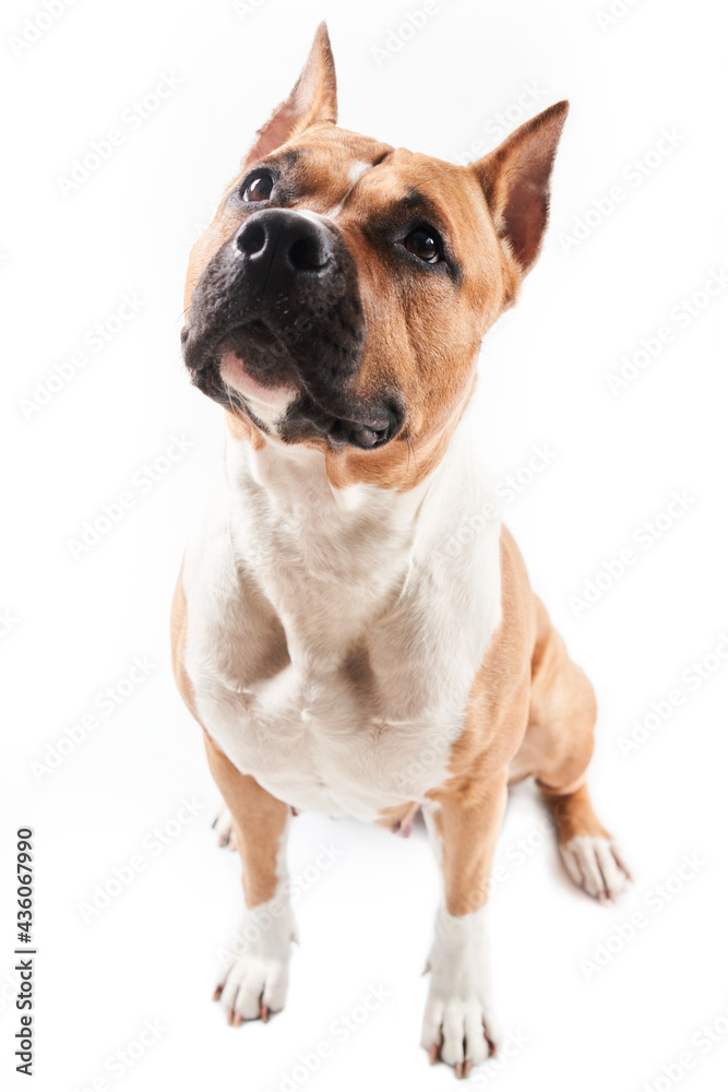 American Staffordshire Terrier portrait isolated on white background. Dog muzzle close-up in studio