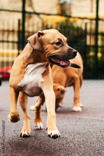 Two happy american staffordshire terrier puppies for a walk portrait