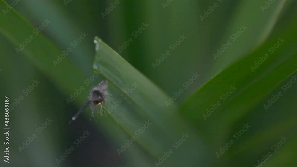 close up focus on caterpillar eating leaf close up focus on caterpillar eating leaf