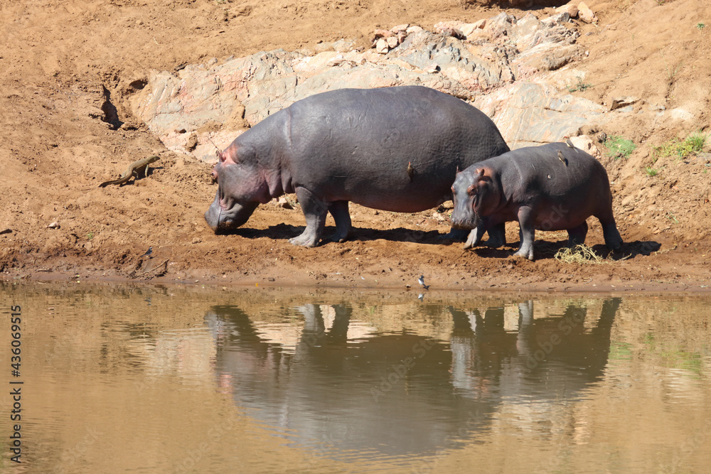Flußpferd / Hippopotamus / Hippopotamus amphibius.. Flußpferd / Hippopotamus / Hippopotamus amphibius..