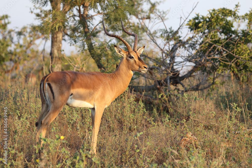 Fototapeta premium Schwarzfersenantilope / Impala / Aepyceros melampus