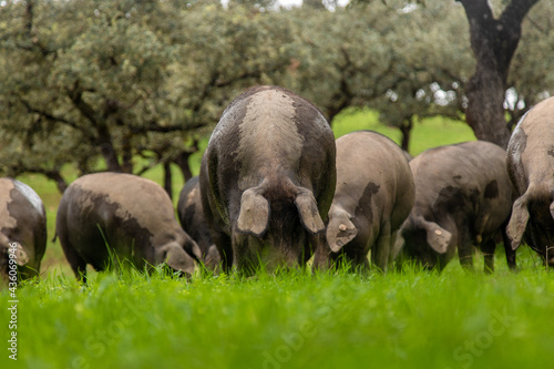 Iberian pig